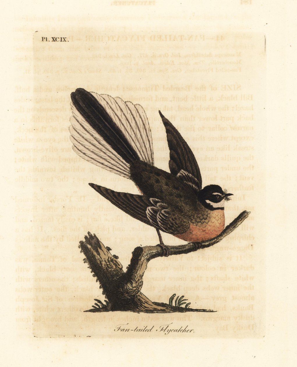 New Zealand Fantail, Rhipidura fuliginosa (Viftehalefluesnapper). Håndfarvet kobberplade tegnet og indgraveret af John Latham fra hans egen A General History of Birds, Winchester af John Latham