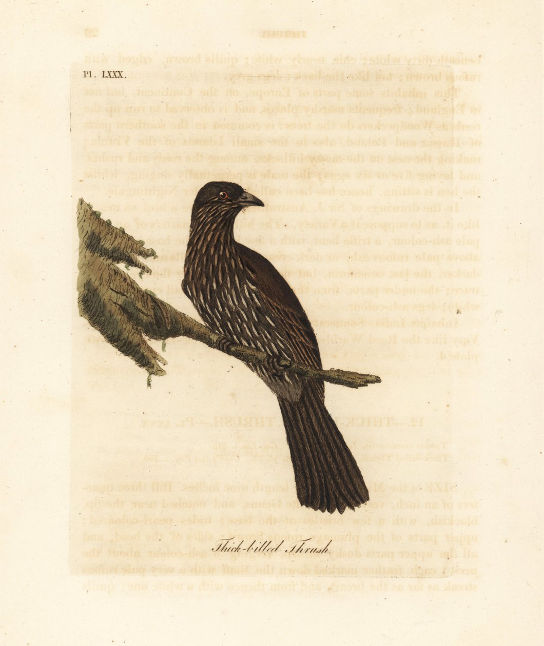New Zealand South Island piopio, Turnagra capensis. Uddøde. (Tyknæbbet drossel, Turdus crassirostris.) Håndfarvet kobberplade tegnet og indgraveret af John Latham fra hans egen A General History of Birds, Winchester af John Latham