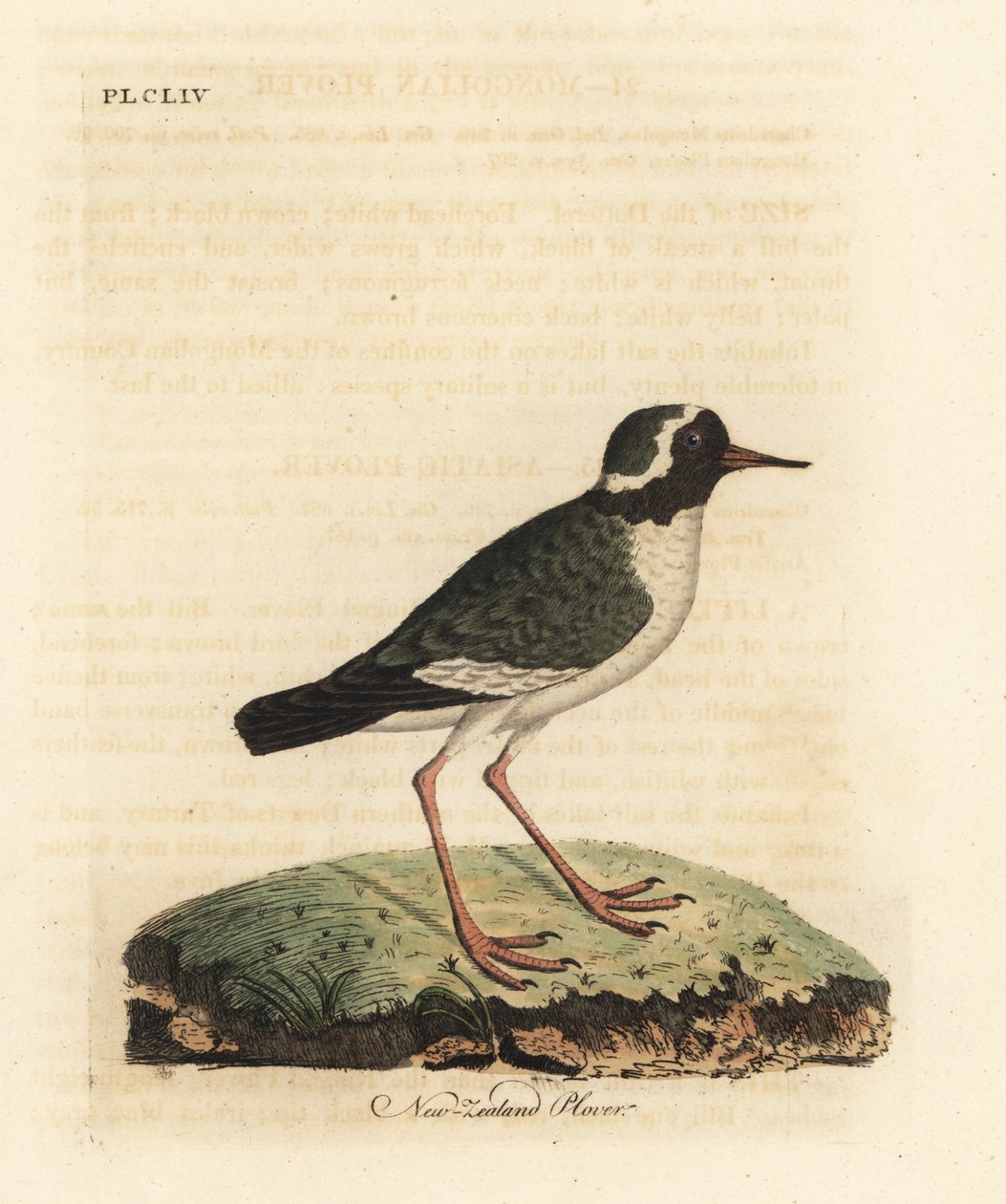 Newzealandsk plover, Charadrius obskur (Charadrius novae Zealandiae). truet. Håndfarvet kobberplade tegnet og graveret af John Latham fra hans egen A General History of Birds, Winchester af John Latham