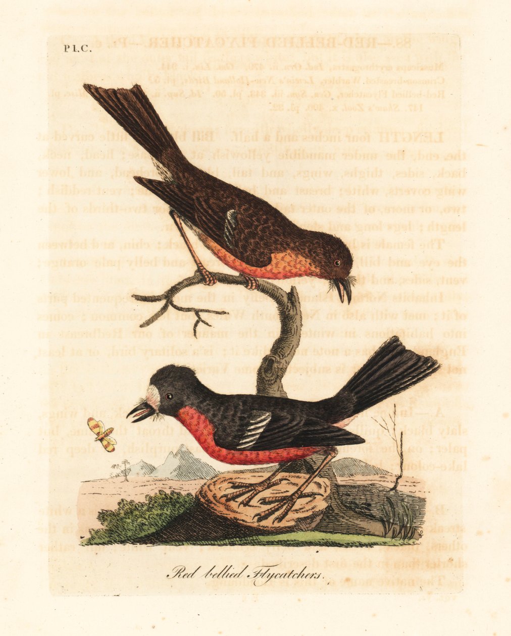 Norfolk Pacific robin, Petroica flerfarvet flerfarvet (rødbuget fluesnapper, Muscicapa erythrogastra). Håndfarvet kobberplade tegnet og graveret af John Latham fra hans egen A General History of Birds, Winchester af John Latham