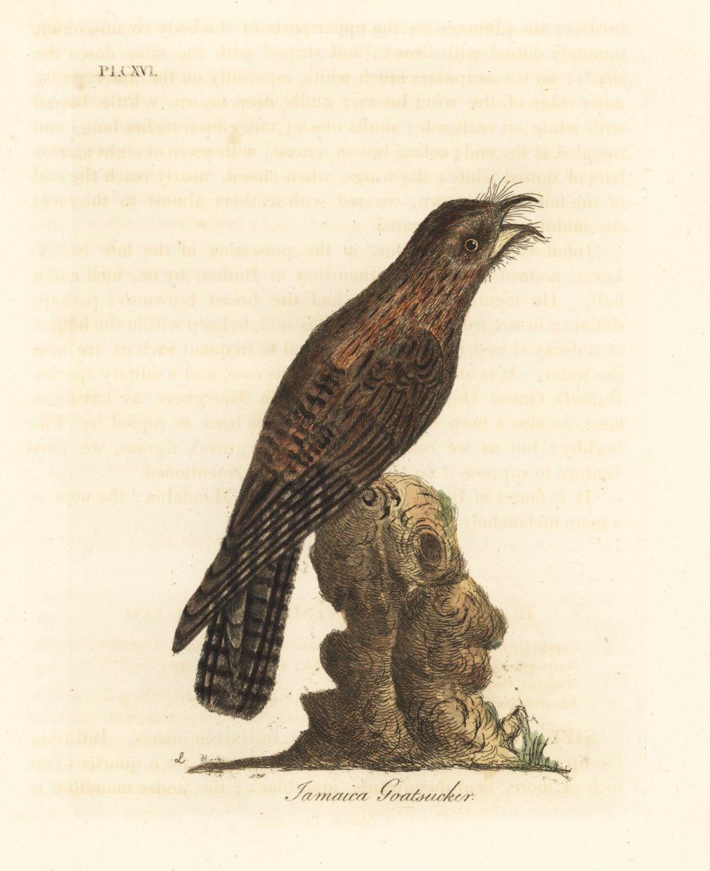 Nordlig potoo, Nyctibius jamaicensis (jamaicansk gedesuger, Caprimulgus jamaicensis). Håndfarvet kobberplade tegnet og graveret af John Latham fra hans egen A General History of Birds, Winchester af John Latham