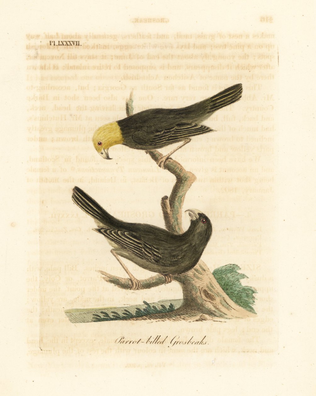 Eller Psittirostra psittacea, han (øverst) og hun. Kritisk truet, muligvis uddød. (Papegøjenæbbet gronæb, Loxia psittacea). Håndfarvet kobberplade tegnet og graveret af John Latham fra hans egen A General History of Birds, Winchester af John Latham