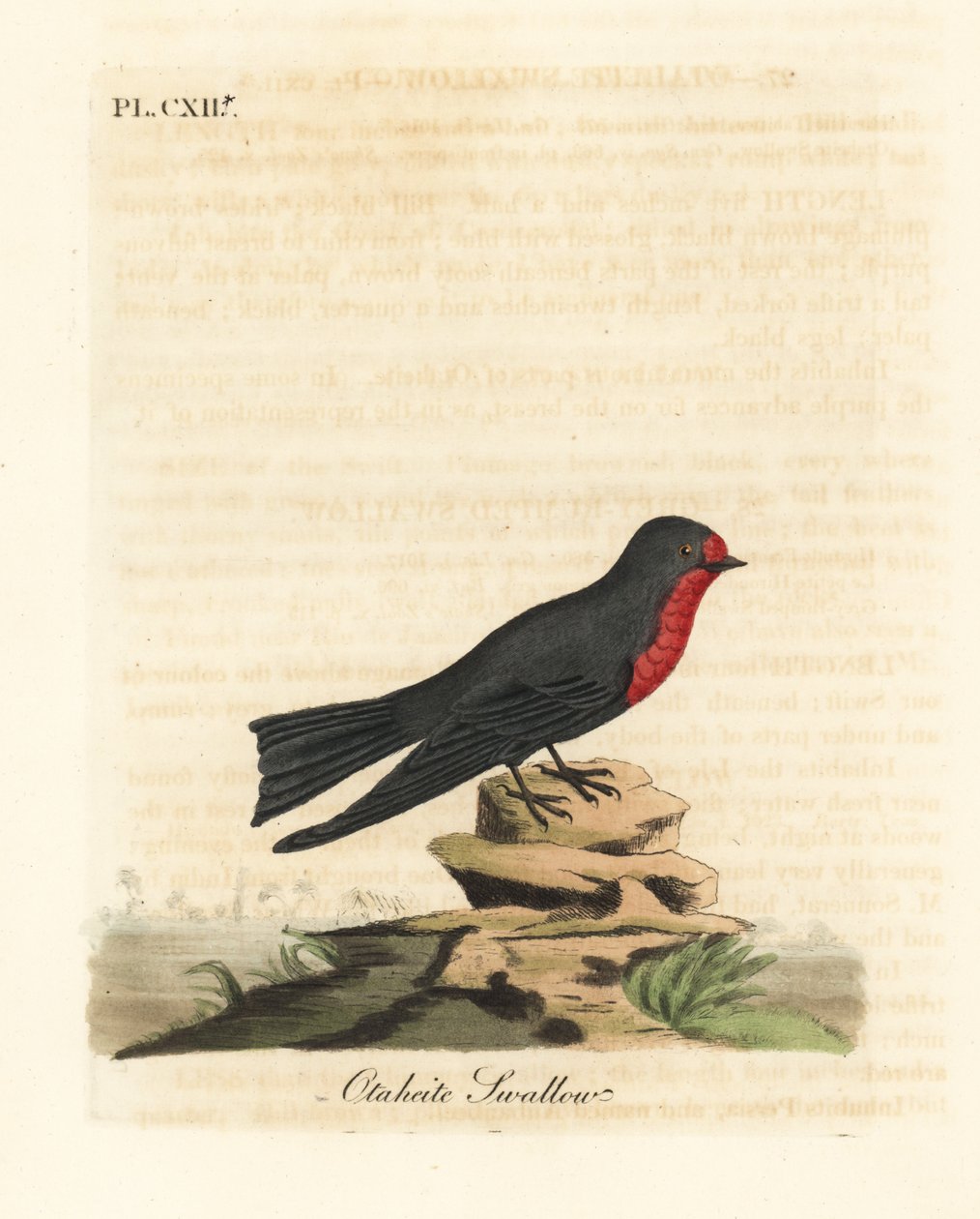 Stillehavssvale, Hirundo tahitica (Otaheite-svale, Hirundo tahitiae). Håndfarvet kobberplade tegnet og indgraveret af John Latham fra hans egen A General History of Birds, Winchester af John Latham