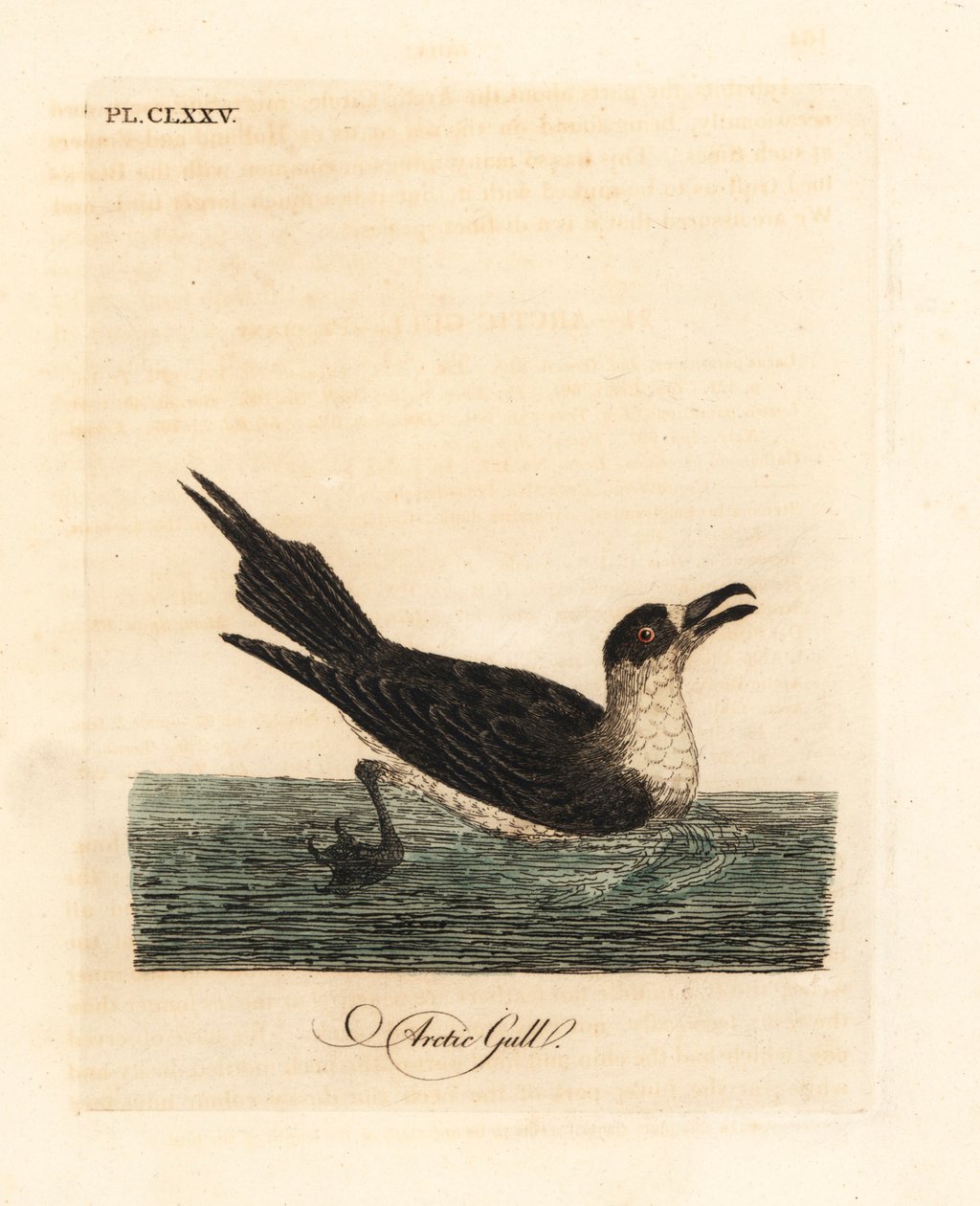 Snyltejager, polarjager eller snyltejager, Stercorarius parasiticus (polarmåge, Larus parasiticus). Håndfarvet kobberplade tegnet og indgraveret af John Latham fra hans egen A General History of Birds, Winchester af John Latham