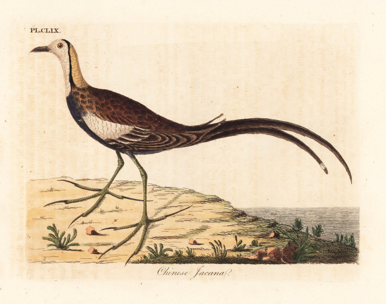 Fasanhalejacana, Hydrophasianus surgus (kinesisk jacana, Parra sinensis). Håndfarvet kobberplade tegnet og indgraveret af John Latham fra hans egen A General History of Birds, Winchester af John Latham