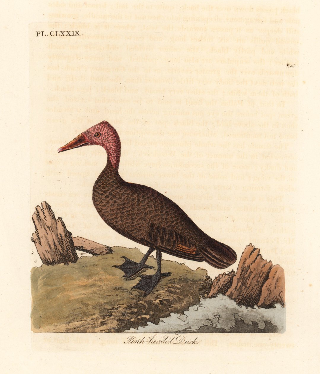 Pinkhovedet and, Rhodonessa caryophyllacea (Anas caryophyllacea). Uddød siden 1950