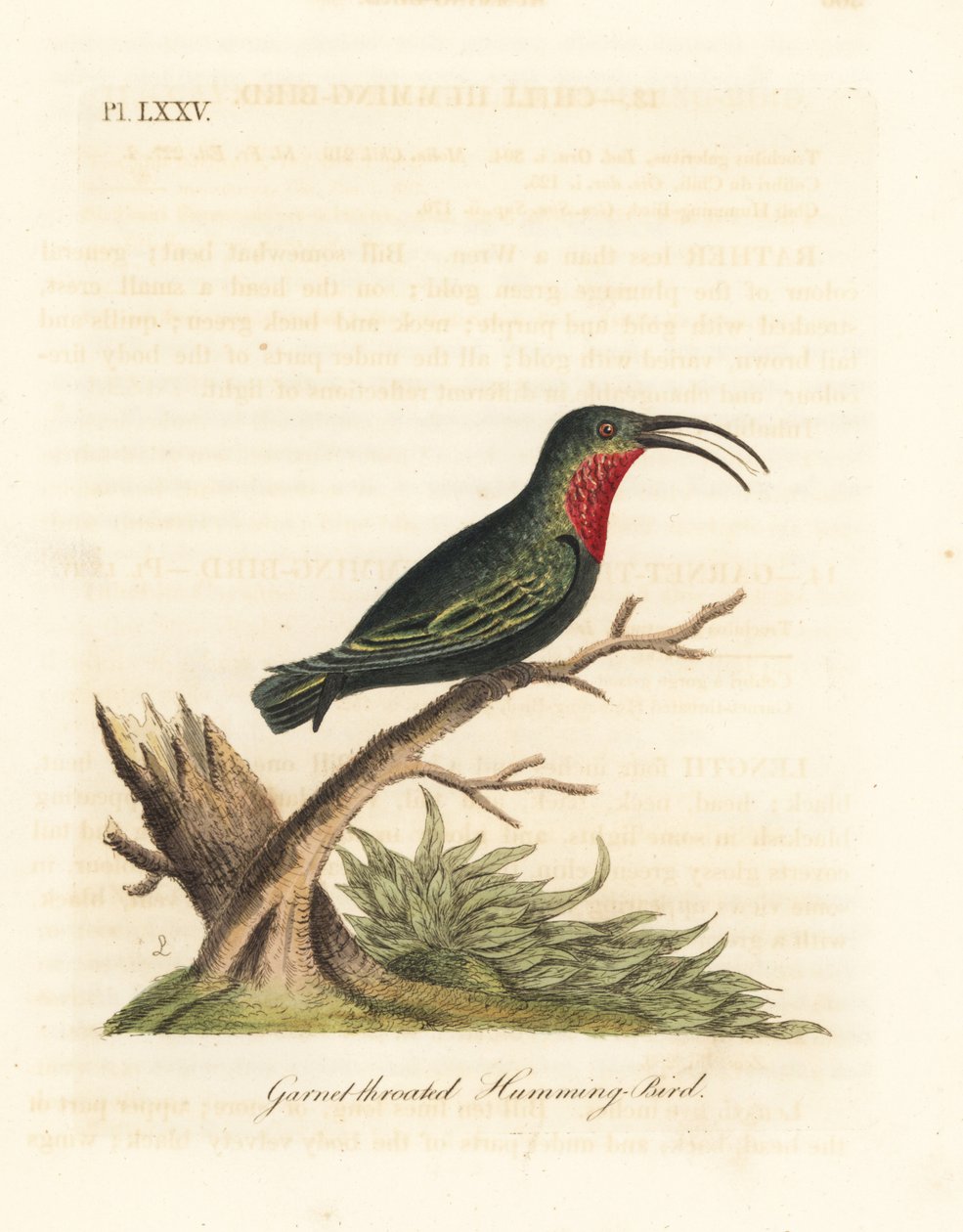 Lilla-strubet carib, Eulampis jugularis (Granet-strubet kolibri, Trochilus granatinus). Håndfarvet kobberplade tegnet og graveret af John Latham fra hans egen A General History of Birds, Winchester af John Latham