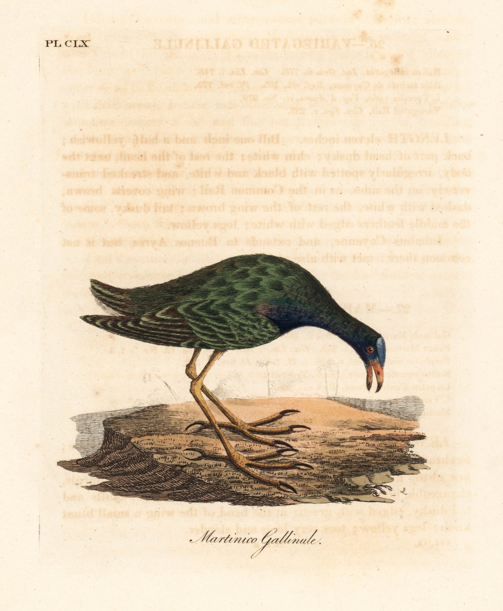 Lilla gallinule, Porphyrio martinicus (Martinico gallinule, Gallinula martinica). Håndfarvet kobberplade tegnet og graveret af John Latham fra hans egen A General History of Birds, Winchester af John Latham