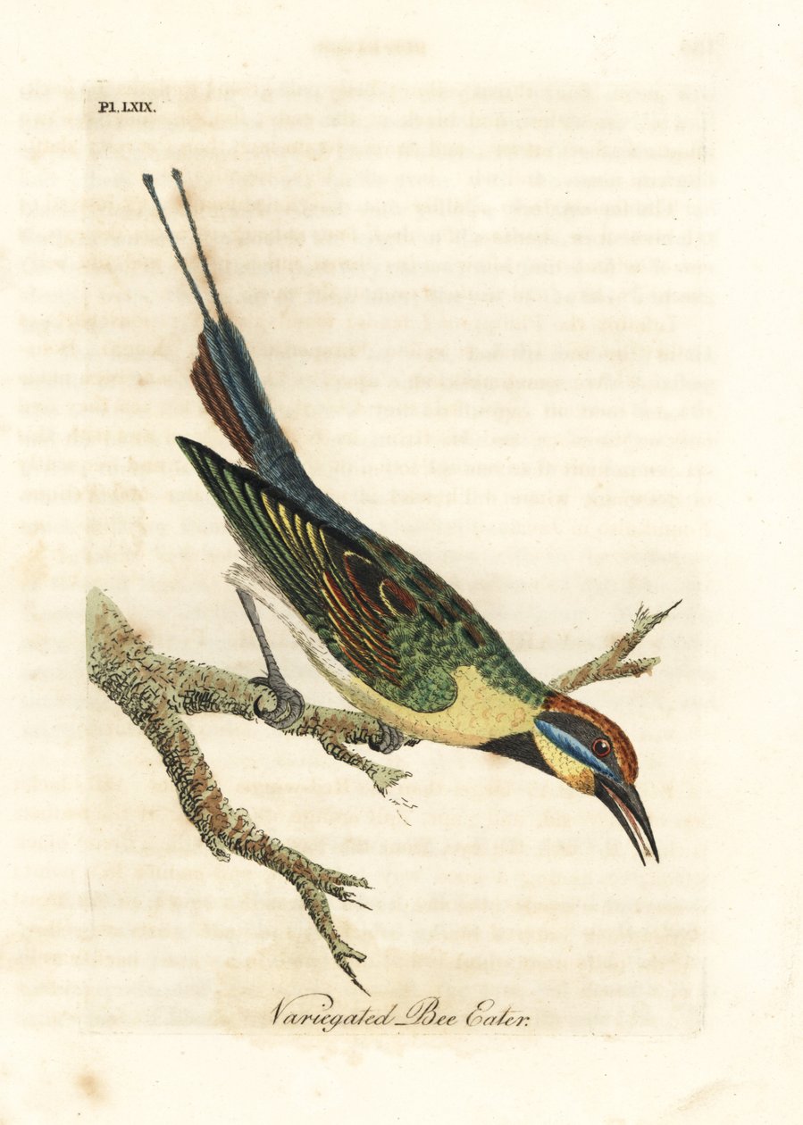 Regnbue-bi-spiser, Merops ornatus (broget bi-spiser). Australien. Håndfarvet kobberplade tegnet og graveret af John Latham fra hans egen A General History of Birds, Winchester af John Latham