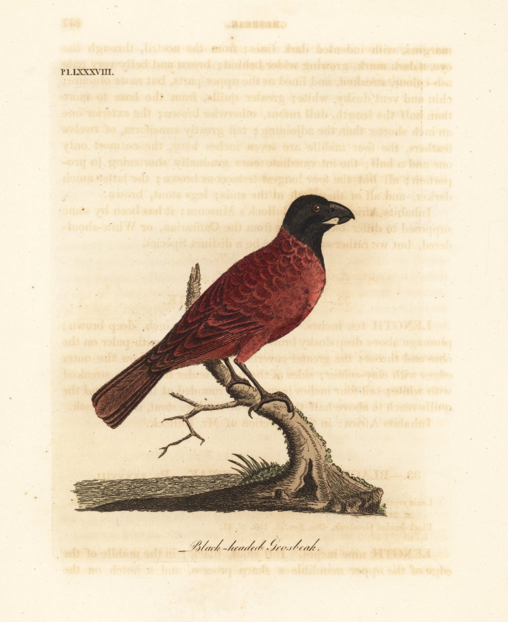 Rød-sort gronæb, Periporphyrus erythromelas. Nær truet. (Sorthovedet grosbeak, Loxia erythromelas.) Håndfarvet kobberplade tegnet og indgraveret af John Latham fra hans egen A General History of Birds, Winchester af John Latham