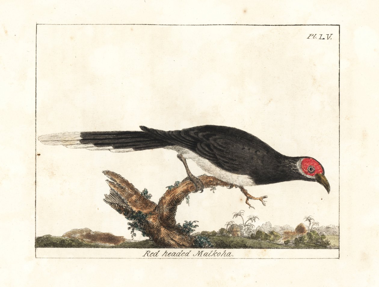 Rød-faced malkoha, Phaenicophaeus pyrrhocephalus. Sårbar. (Rødhovedet malkoha, Cuculus pyrrhocephalus.) Håndfarvet kobberplade tegnet og indgraveret af John Latham fra hans egen A General History of Birds, Winchester af John Latham