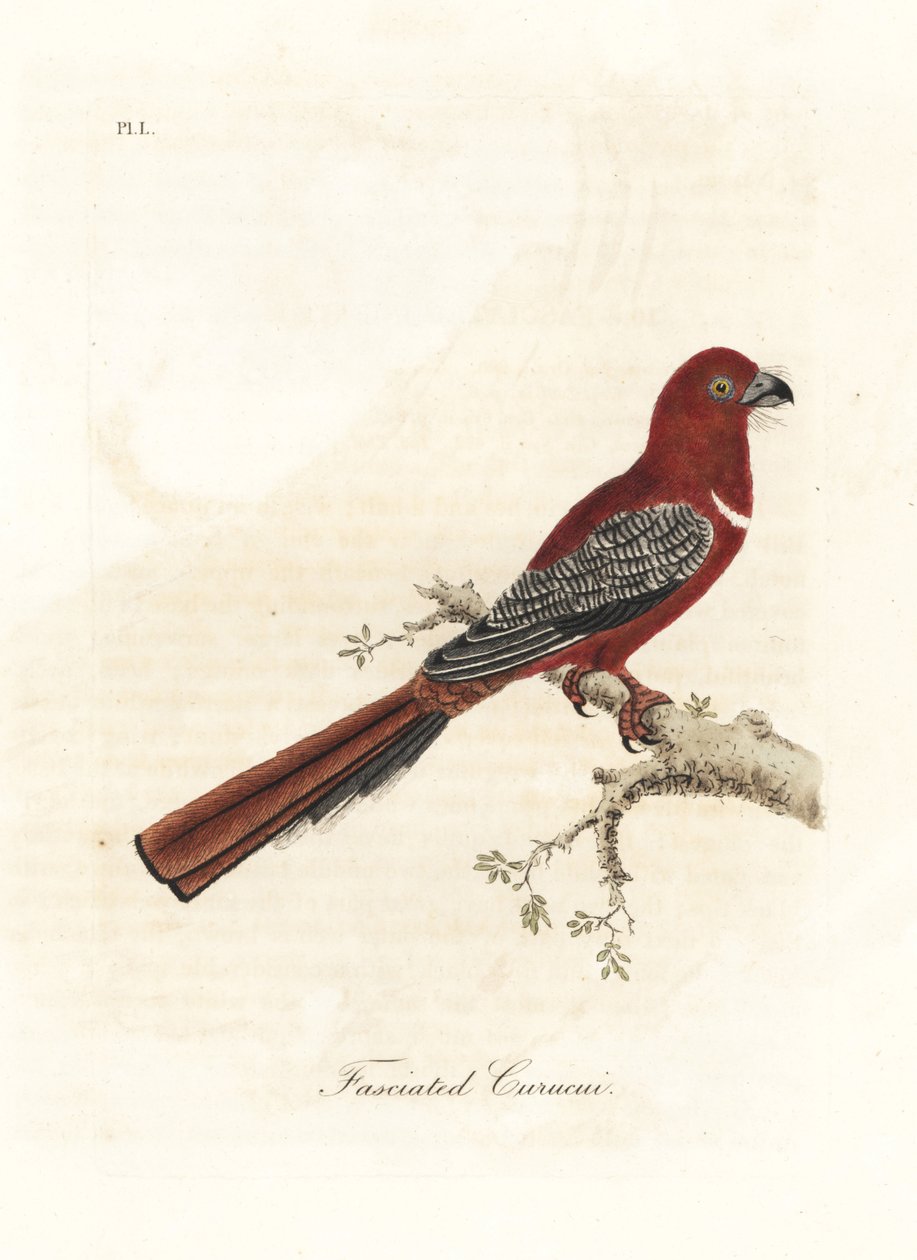 Rødhovedet trogon, Harpactes erythrocephalus (Fasciated curucui, Trogon fasciatus). Håndfarvet kobberplade tegnet og graveret af John Latham fra hans egen A General History of Birds, Winchester af John Latham