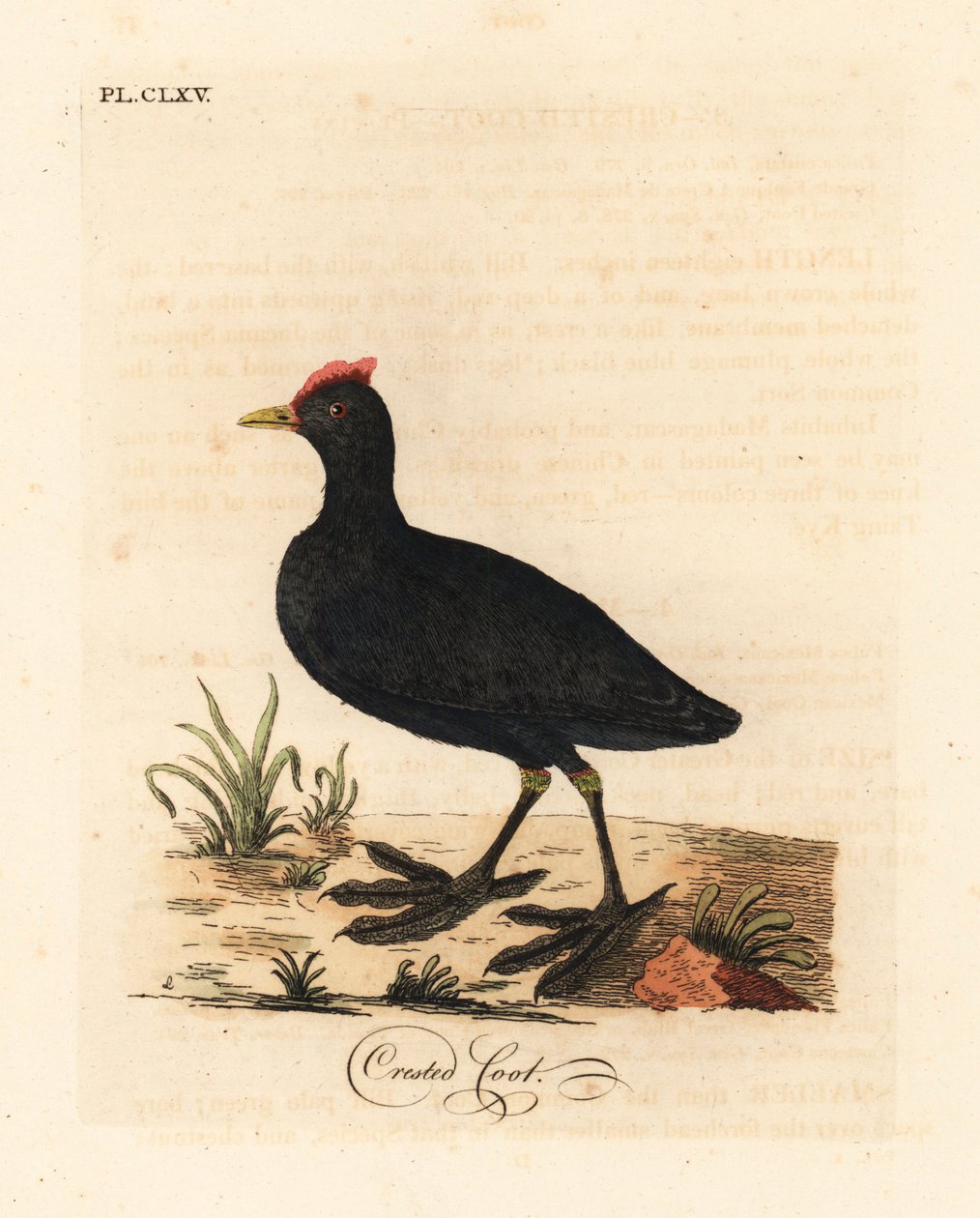Rød-knoppet hønsehønse eller kamhønse, Fulica cristata. Håndfarvet kobberplade tegnet og graveret af John Latham fra hans egen A General History of Birds, Winchester af John Latham
