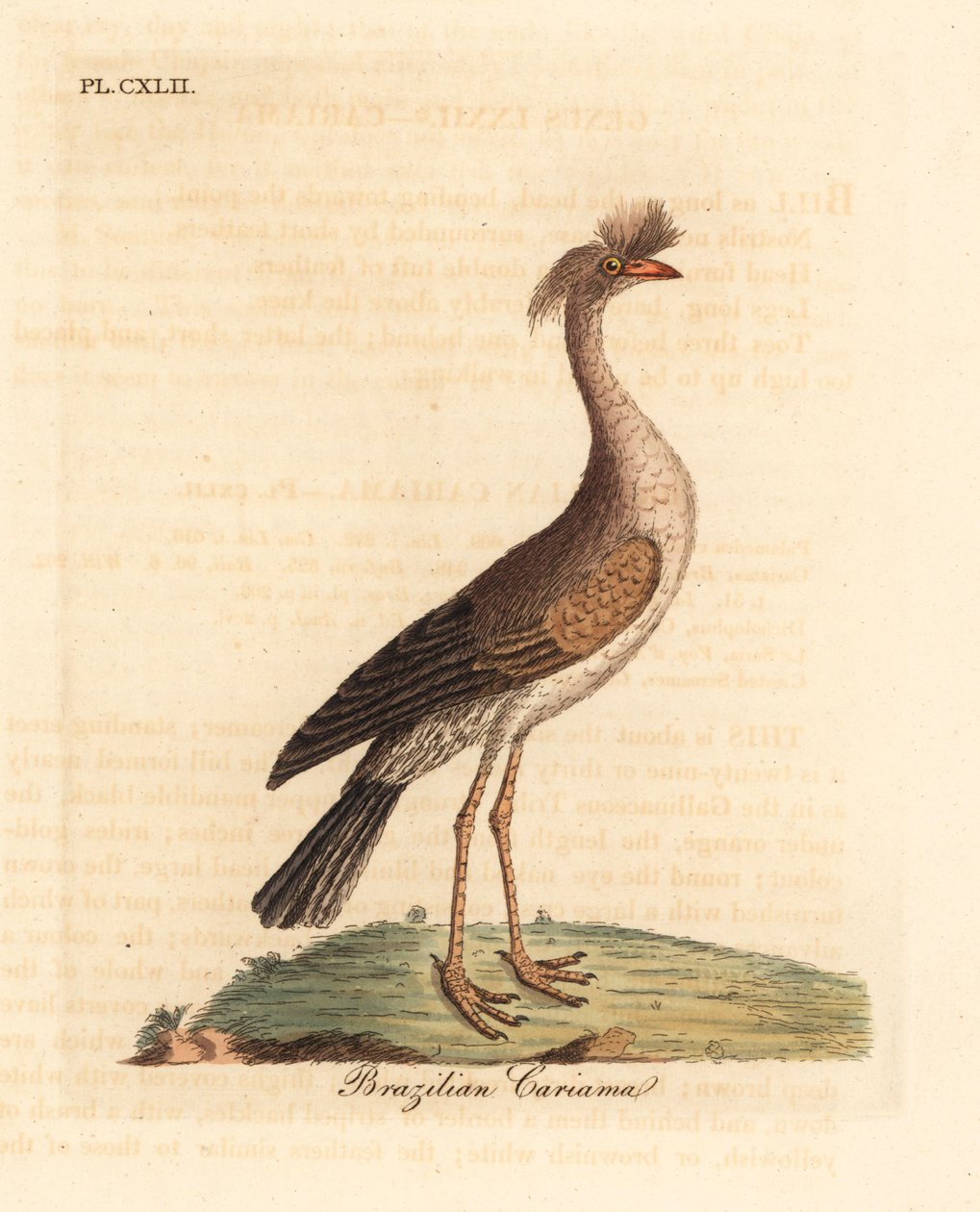 Rødbenet seriema eller crested cariama, Cariama cristata (brasiliansk cariama, Palamedea cristata). Håndfarvet kobberplade tegnet og graveret af John Latham fra hans egen A General History of Birds, Winchester af John Latham