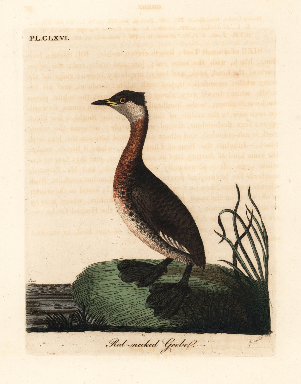 Rødhalset lappedykker, Podiceps grisegena (Podiceps rubricollis). Håndfarvet kobberplade tegnet og graveret af John Latham fra hans egen A General History of Birds, Winchester af John Latham