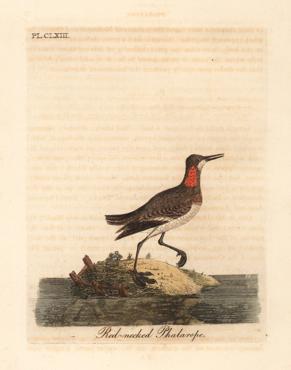 Rødhalset phalarope, Phalaropus lobatus (Phalaropus hyperboreus). Håndfarvet kobberplade tegnet og graveret af John Latham fra hans egen A General History of Birds, Winchester af John Latham
