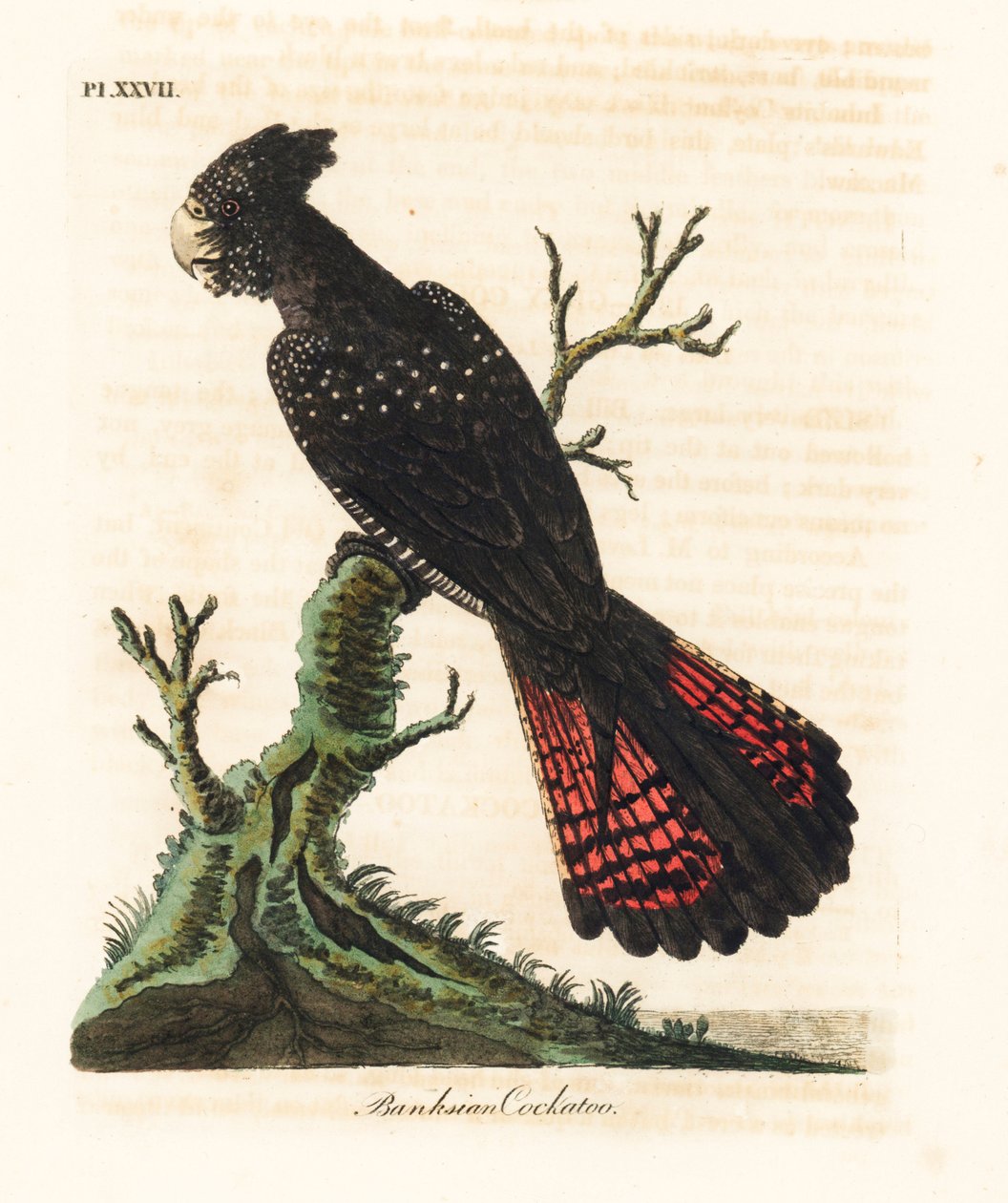 Rødhalet sort kakadue, Calyptorhynchus banksii (Banksian kakadue, Psittacus banksii). Håndfarvet kobberplade tegnet og indgraveret af John Latham fra hans egen A General History of Birds, Winchester af John Latham