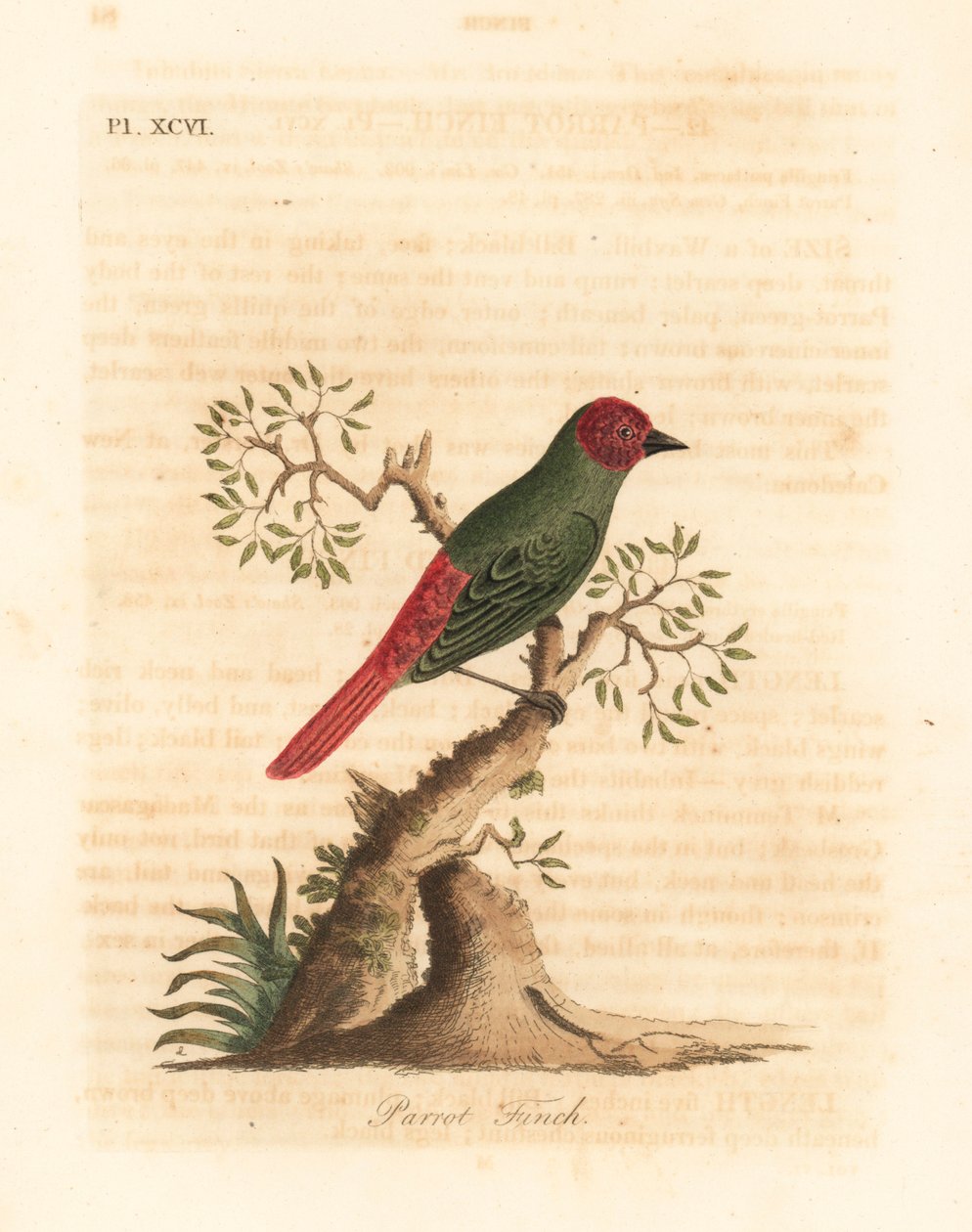 Rødstrubet papegøjefink, Eritrea psittacea (papegøjefink, Fringilla psittacea). Håndfarvet kobberplade tegnet og graveret af John Latham fra hans egen A General History of Birds, Winchester af John Latham