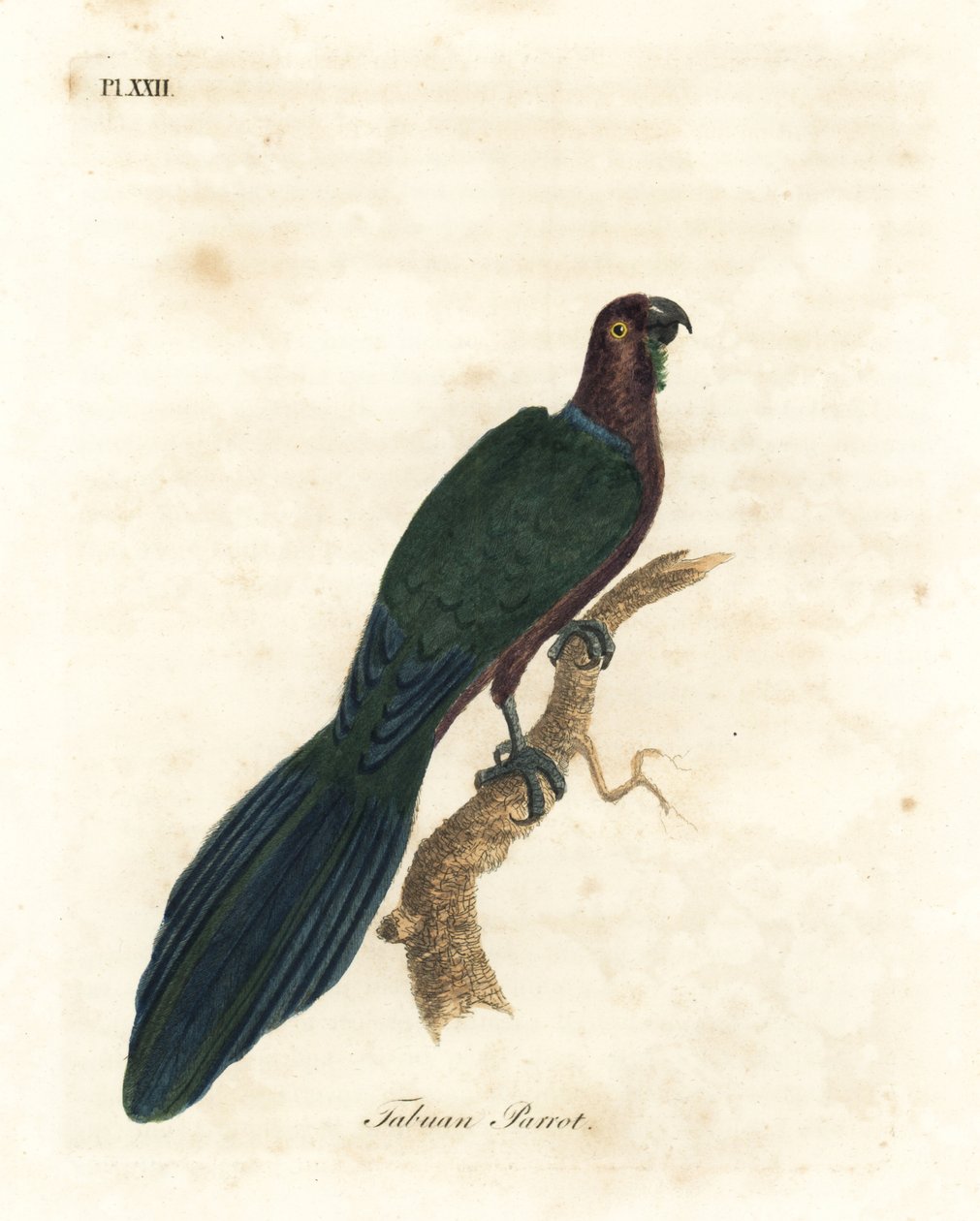 Rød skinnende papegøje, Pyrrhulopsis tabuensis (Tabuan papegøje, Psittacus tabuensis). Håndfarvet kobberplade tegnet og graveret af John Latham fra hans egen A General History of Birds, Winchester af John Latham