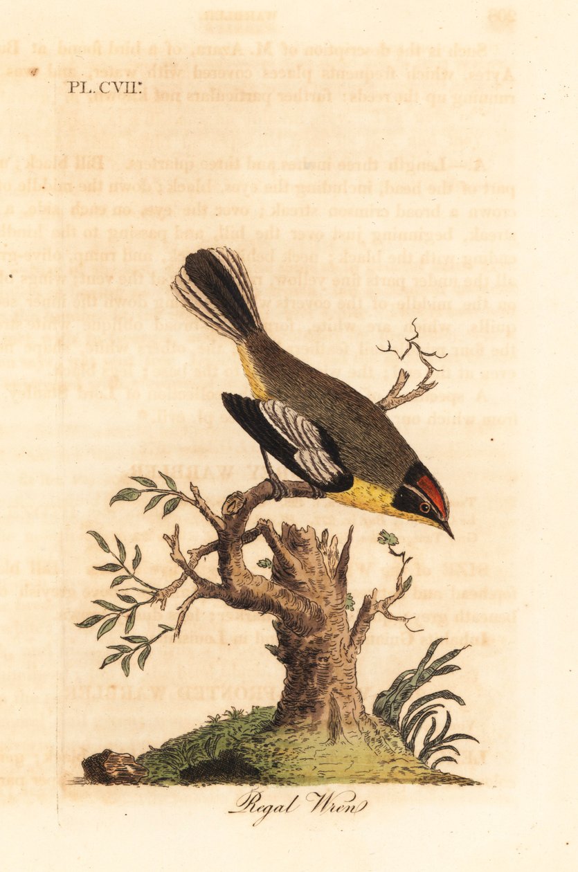 Regal Wren. Ukendt Wren -arter fra Sydamerika, kaldet kongen af Azara og fandt Int Buenos Aires. Håndfarvet kobberplade tegnet og indgraveret af John Latham fra sin egen en generel historie med fugle, Winchester af John Latham