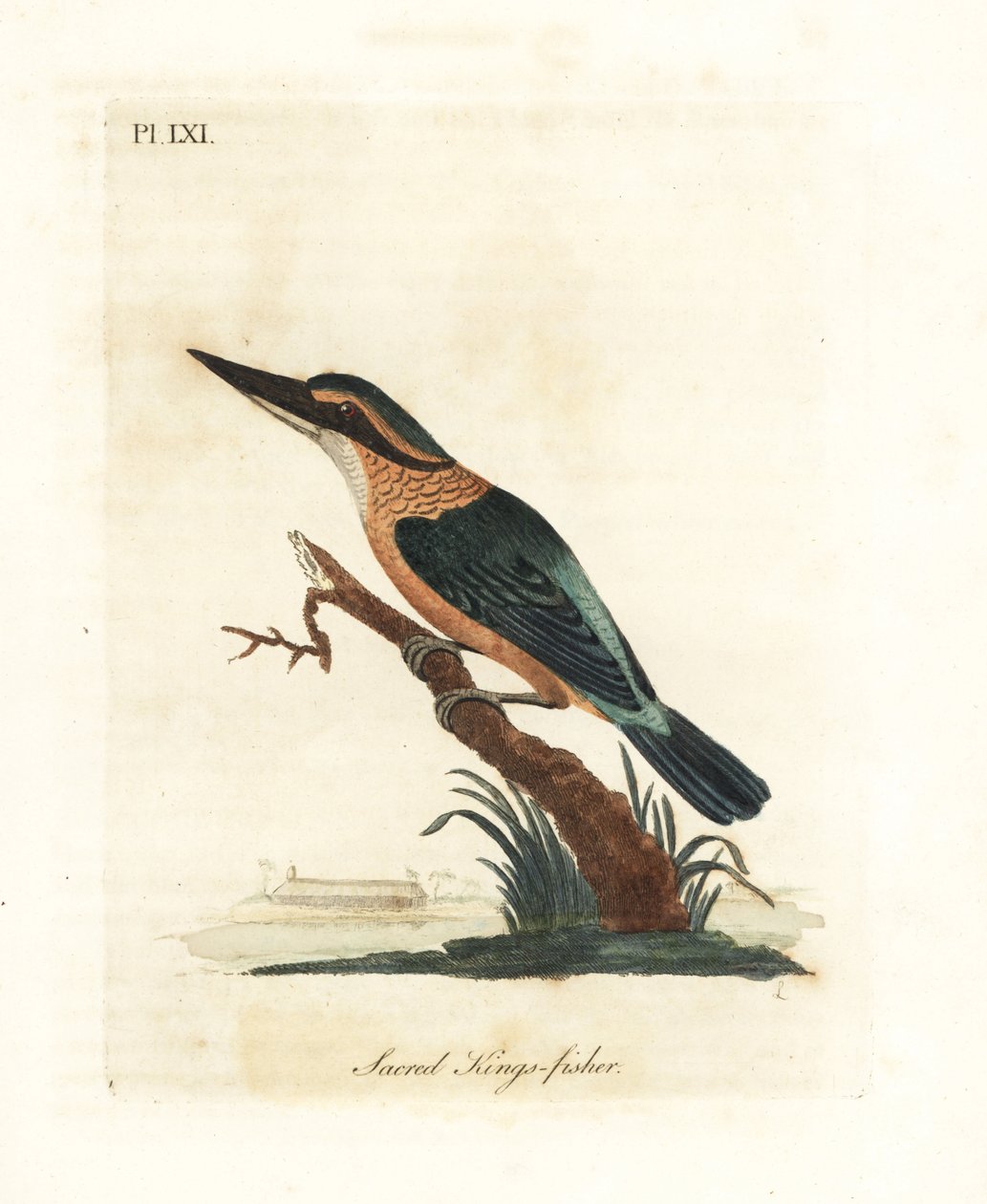 Hellig isfugl, Todiramphus sanctus (Hellig kongefisker, Alcedo sacra). Håndfarvet kobberplade tegnet og graveret af John Latham fra hans egen A General History of Birds, Winchester af John Latham