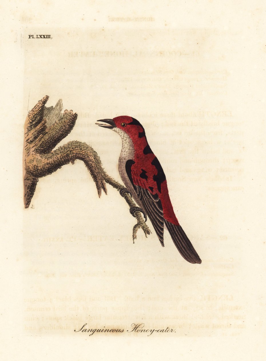 Skarlagensrød myzomela, Myzomela sanguinolenta (Sanguineous honning-spiser, Certhia sanguinolenta). Australien. Håndfarvet kobberplade tegnet og graveret af John Latham fra hans egen A General History of Birds, Winchester af John Latham