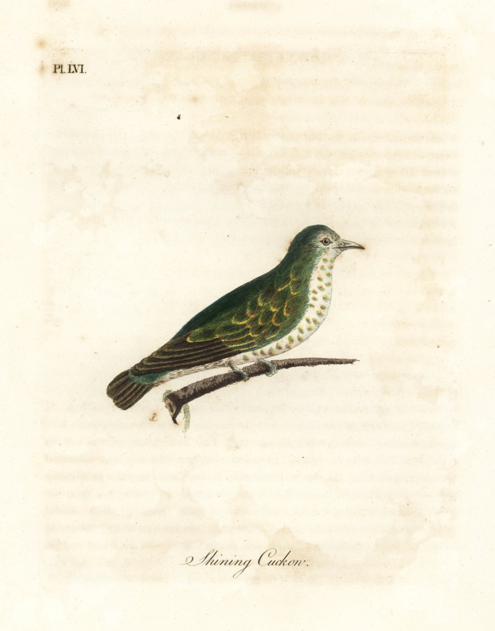 Skinnende bronzegøg, Chrysococcyx lucidus (Skingøg, Cuculus lucidus). Håndfarvet kobberplade tegnet og graveret af John Latham fra hans egen A General History of Birds, Winchester af John Latham