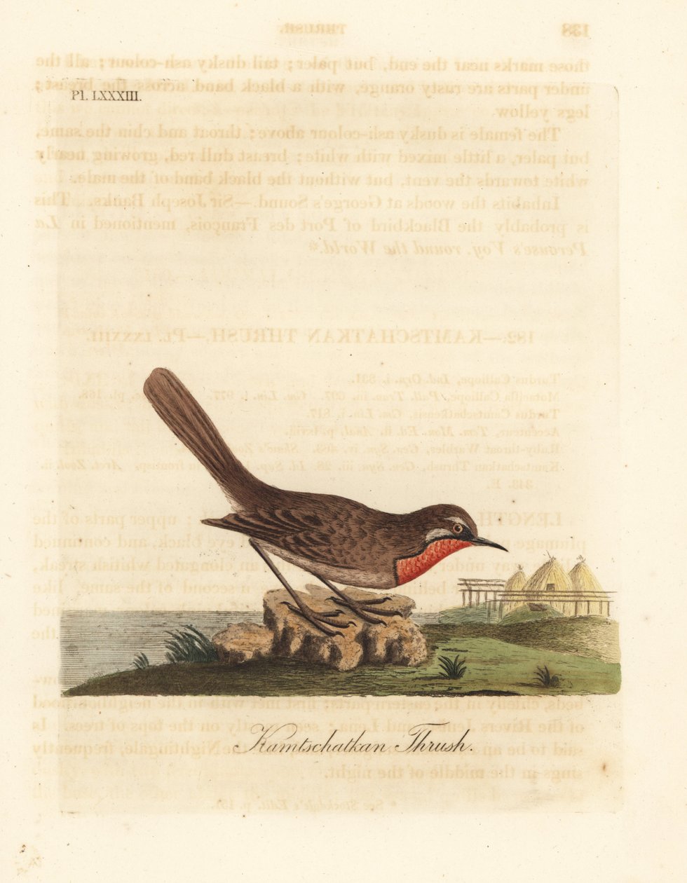 Sibirisk rubythroat, Luscinia calliope (Kamschatkan trøske, Turdus calliope). Håndfarvet kobberplade tegnet og graveret af John Latham fra hans egen A General History of Birds, Winchester af John Latham