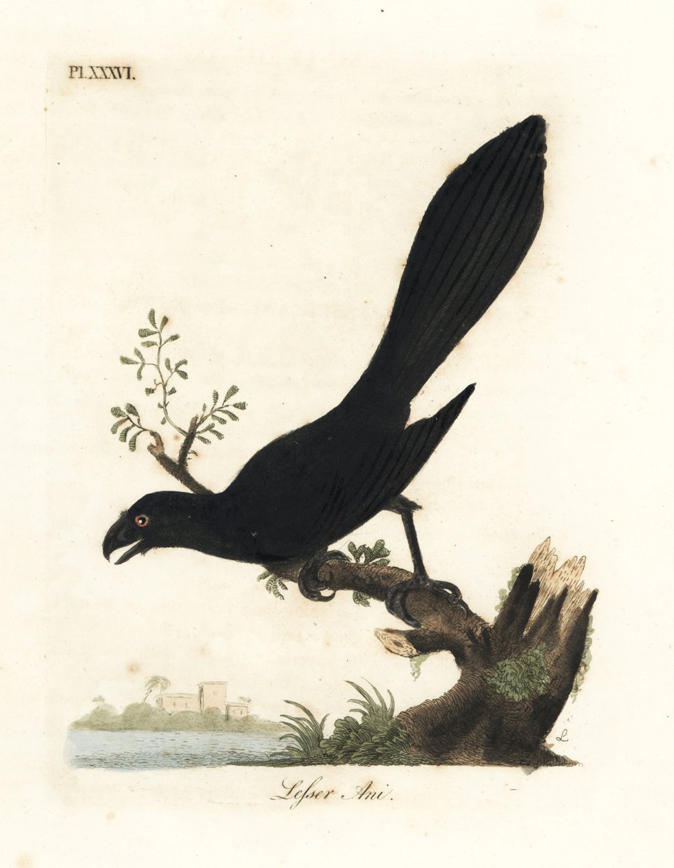 Glatnæbbet ani eller mindre ani, Crotophaga ani. Håndfarvet kobberplade tegnet og graveret af John Latham fra hans egen A General History of Birds, Winchester af John Latham