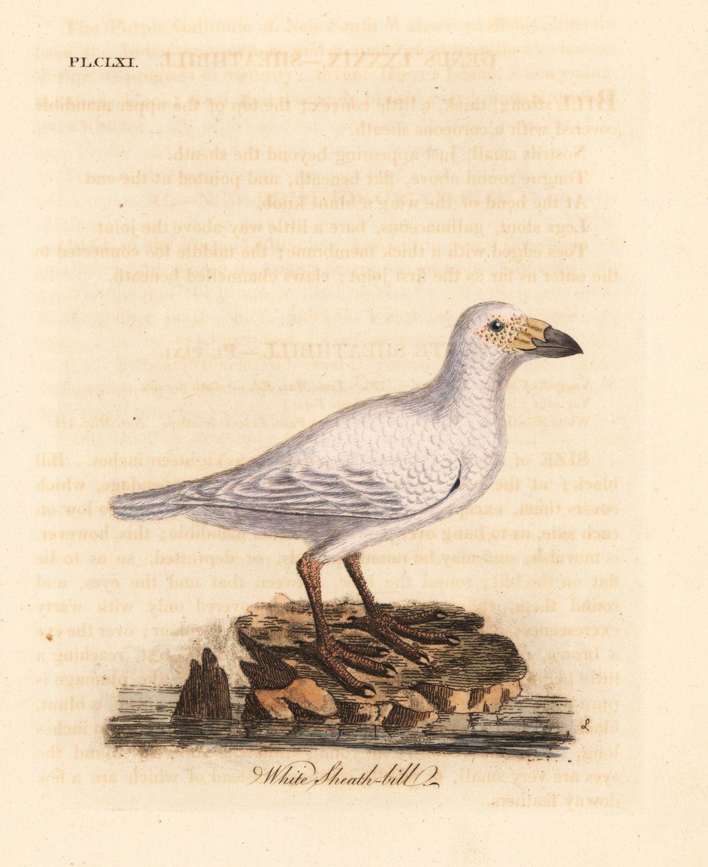 Sneklædt skedenæb, Chionis albus (Hvid skedenæb, Vaginalis chionis). Håndfarvet kobberplade tegnet og graveret af John Latham fra hans egen A General History of Birds, Winchester af John Latham
