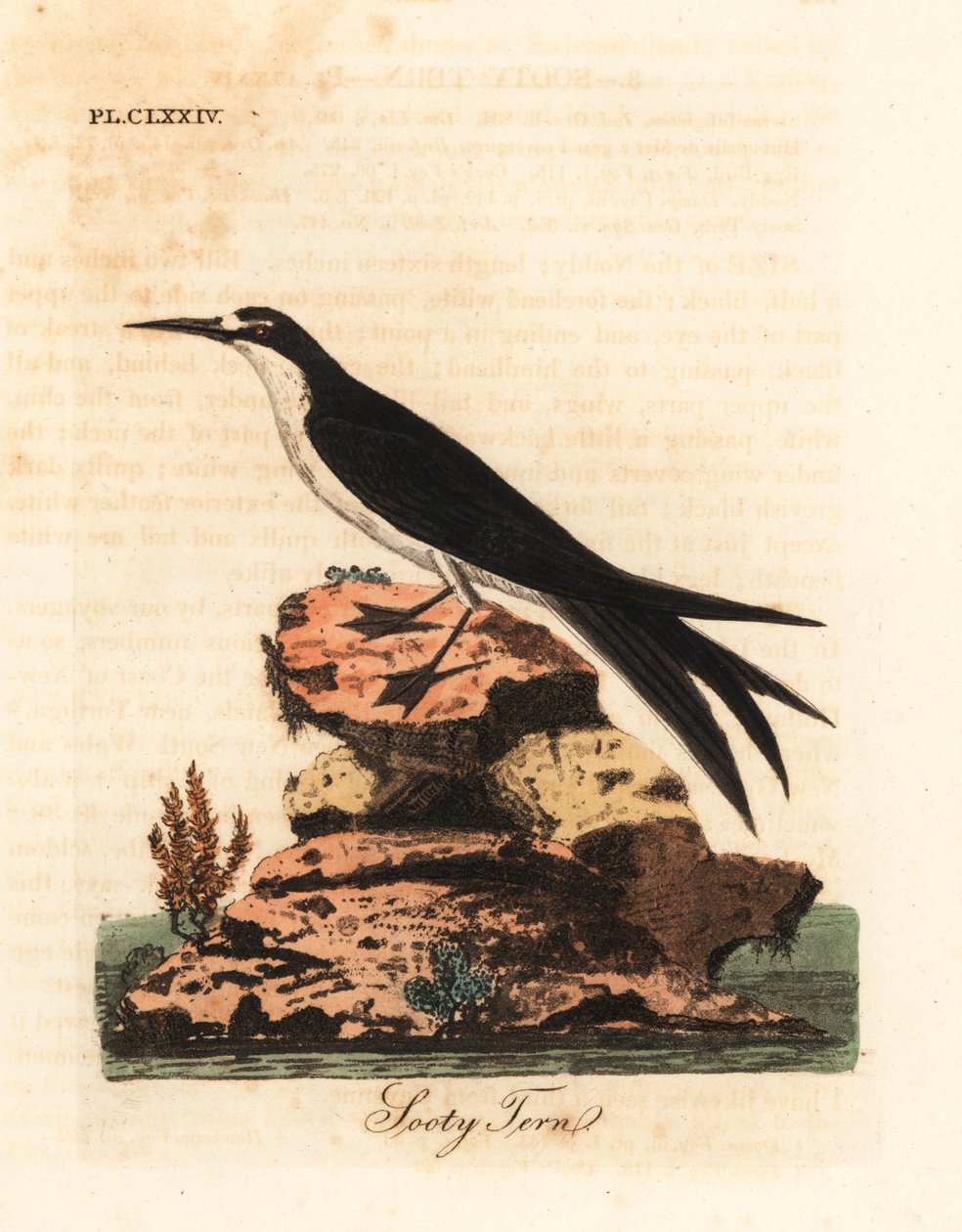 Sodet terne, Onychoprion fuscatus (Sterna fuliginosa). Håndfarvet kobberplade tegnet og graveret af John Latham fra hans egen A General History of Birds, Winchester af John Latham
