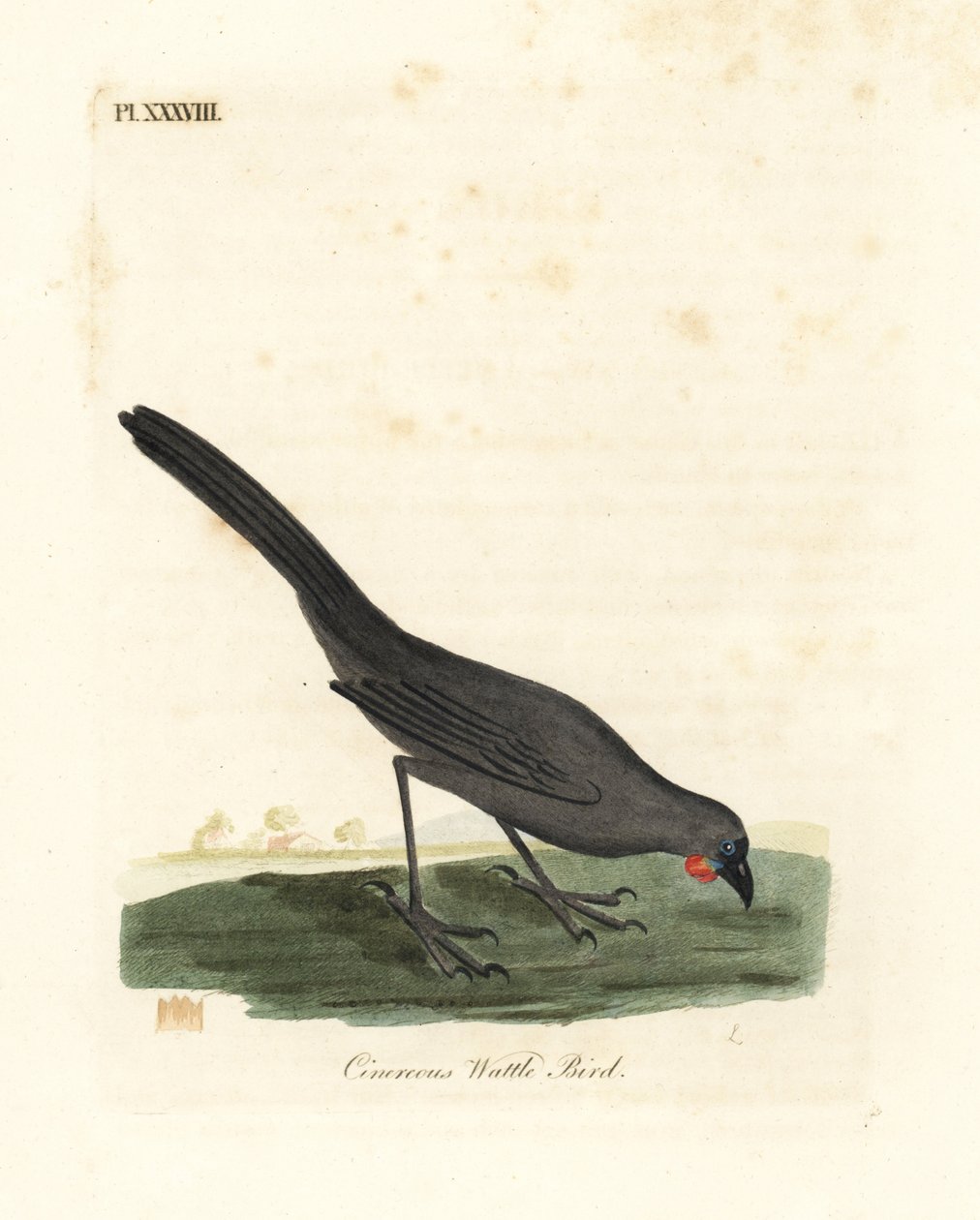 South Island, New Zealand kokako, Callaeas cinerea cinerea, erklæret uddød i 2007 (Cinereous hvatle bird, Calloeas cinerea). Håndfarvet kobberplade tegnet og indgraveret af John Latham fra hans egen A General History of Birds, Winchester af John Latham