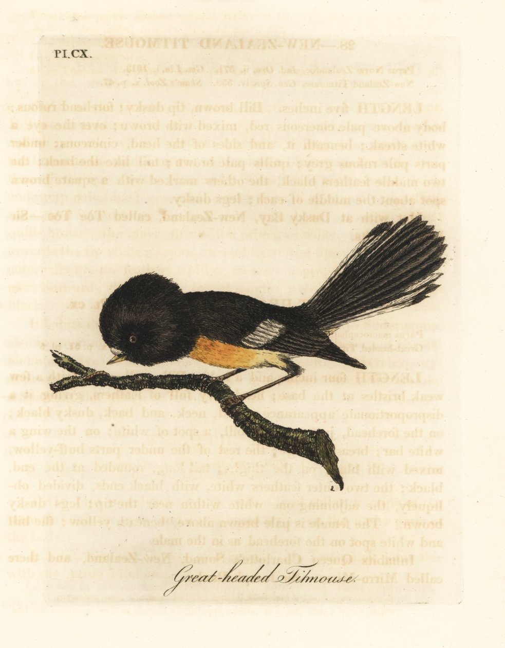 South Island tomit, Petroica macrocephala macrocephala (storhovedmejse, Parus macrocephalus). Hjemmehørende i New Zealand. Håndfarvet kobberplade tegnet og graveret af John Latham fra hans egen A General History of Birds, Winchester af John Latham
