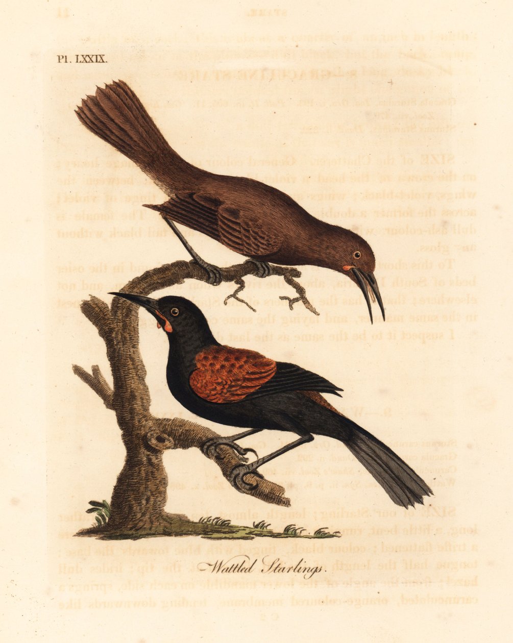 Sydlig ryg, Philesturnus carunculatus, han og hun (Wattled stære, Sturnus carunculatus). Nær truet. Håndfarvet kobberplade tegnet og indgraveret af John Latham fra hans egen A General History of Birds, Winchester af John Latham