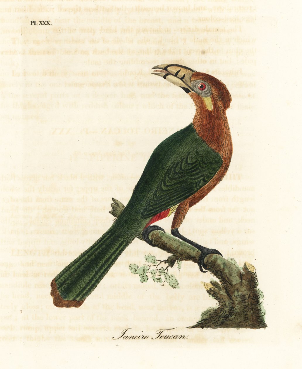 Pletnæbbet tukanet, Selenidera maculirostris, hun. Janeiro tukan. Håndfarvet kobberplade tegnet og indgraveret af John Latham fra hans egen A General History of Birds, Winchester af John Latham