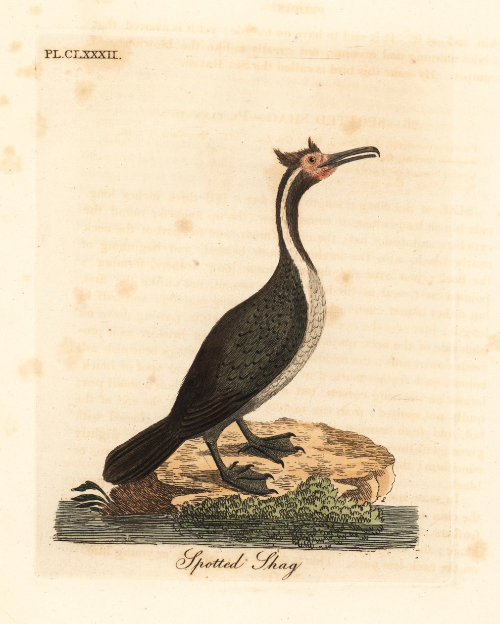Plettet shag eller parekareka, Phalacrocorax punctatus (Pelecanus punctatus). Håndfarvet kobberplade tegnet og indgraveret af John Latham fra hans egen A General History of Birds, Winchester af John Latham