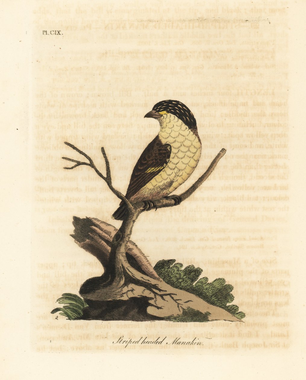 Stribet pardalote, Pardalotus striatus (Stribet hovedet manakin, Pipra striata). Håndfarvet kobberplade tegnet og indgraveret af John Latham fra hans egen A General History of Birds, Winchester af John Latham