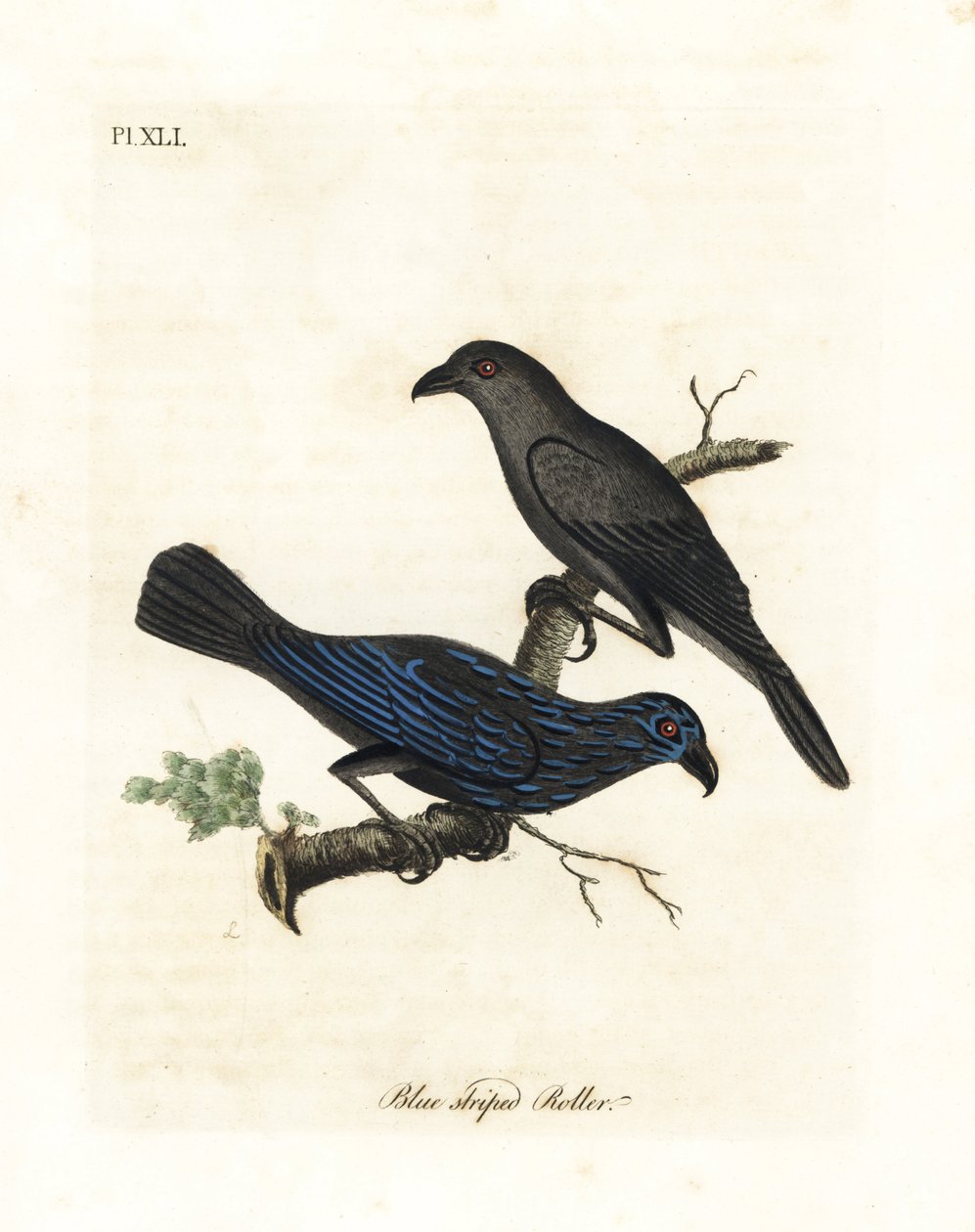 Tværstribet stær, Aplonis striata (Blåstribet rulle, Coracias striata). Håndfarvet kobberplade tegnet og graveret af John Latham fra hans egen A General History of Birds, Winchester af John Latham