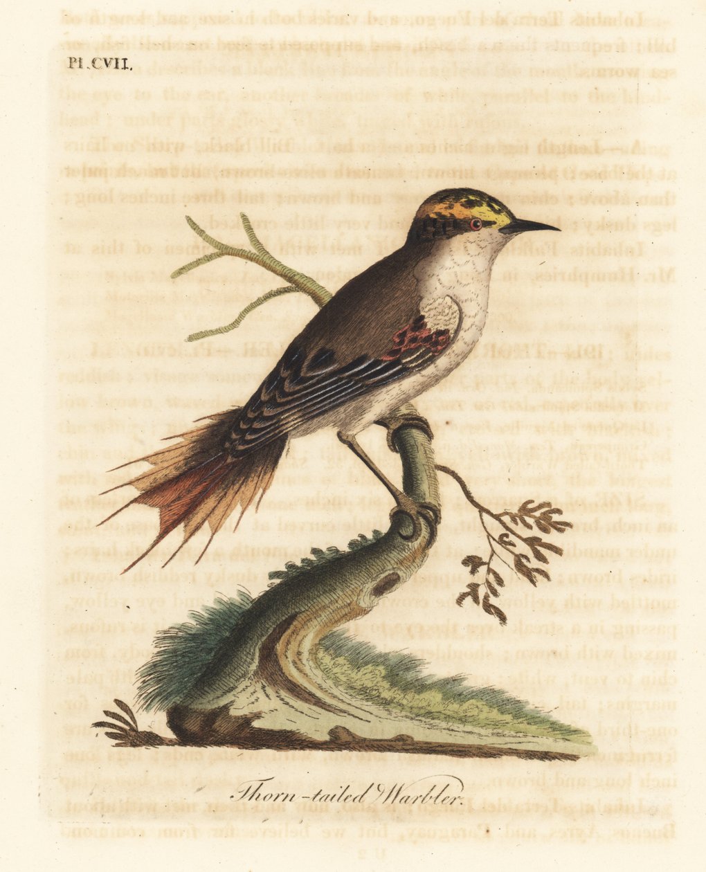 Tornhale rayadito, Aphrastura spinicauda (Tornhalesanger, Sylvia spinicauda). Håndfarvet kobberplade tegnet og graveret af John Latham fra hans egen A General History of Birds, Winchester af John Latham