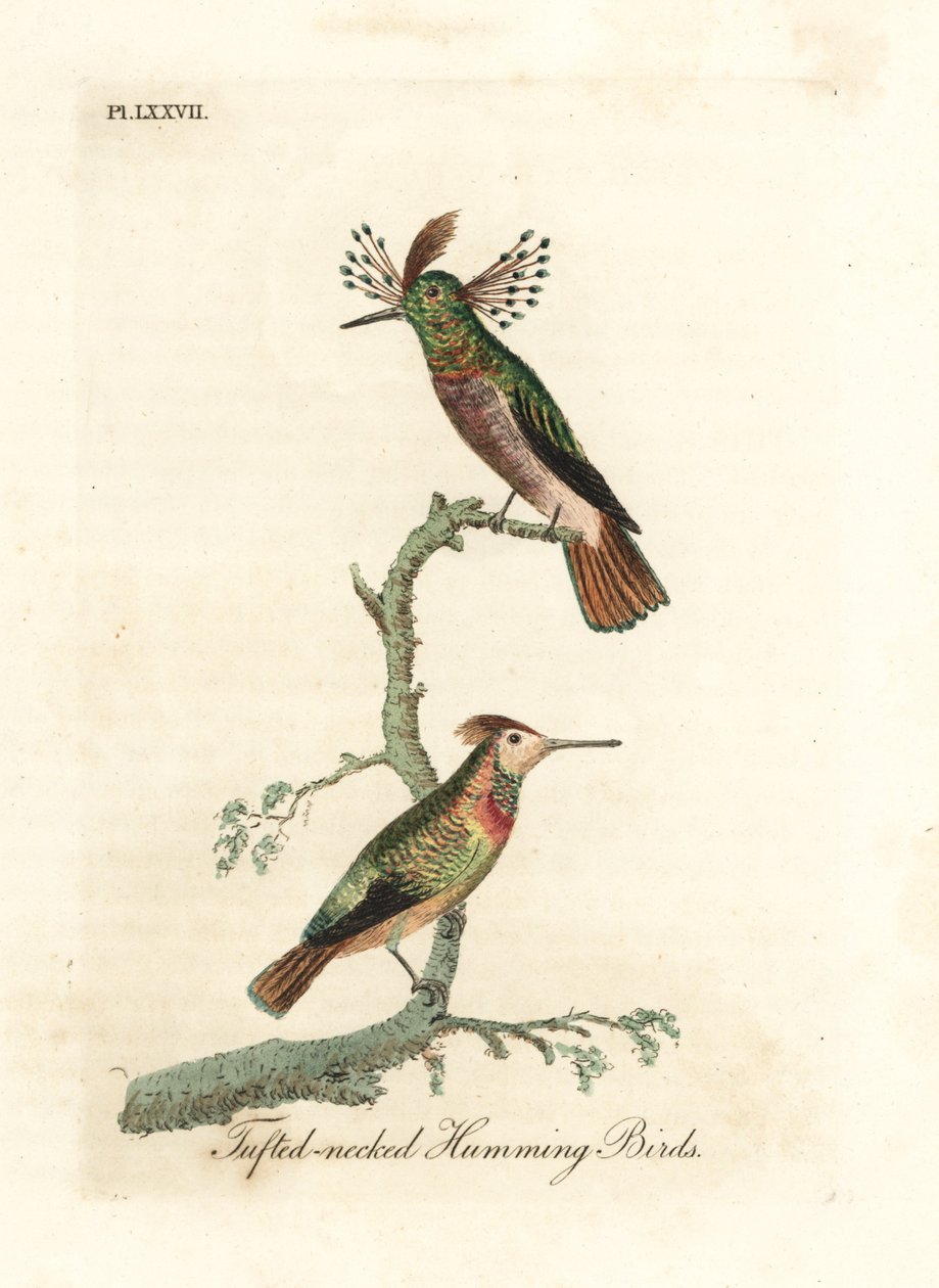 Tuftede haner, Lophornis ornatus (Tufethalsede kolibrier, Trochilus ornatus). Hankøn og hunkøn. Håndfarvet kobberplade tegnet og graveret af John Latham fra hans egen A General History of Birds, Winchester af John Latham