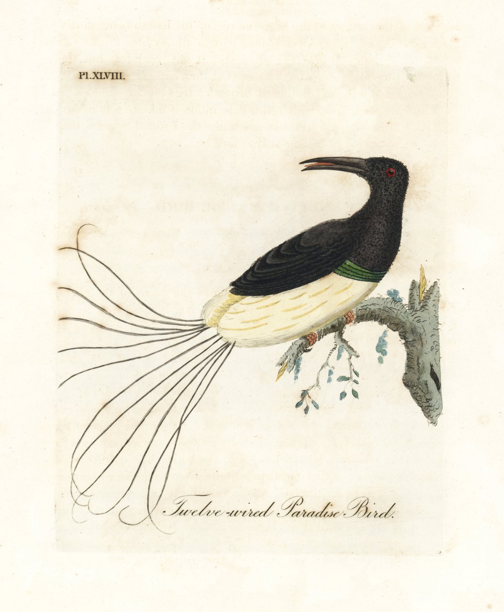 Tolvtrådet paradisfugl, Seleucidis melanoleucus (Paradisea nigricans). Håndfarvet kobberplade tegnet og graveret af John Latham fra hans egen A General History of Birds, Winchester af John Latham