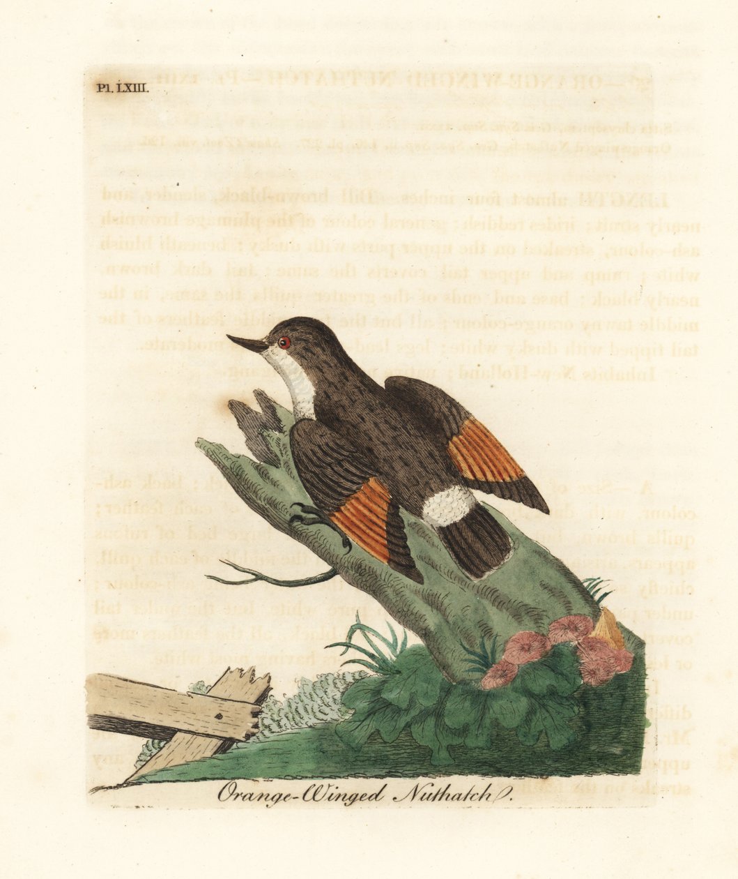 Varieret sittella, Daphoenositta chrysoptera (Orange-winged nuthatch, Sitta chrysoptera). Håndfarvet kobberplade tegnet og graveret af John Latham fra hans egen A General History of Birds, Winchester af John Latham