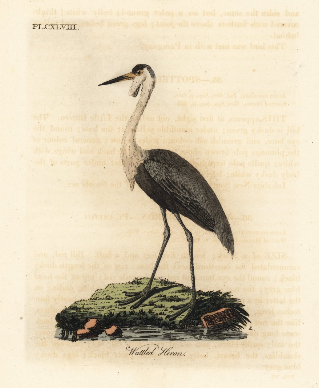 Kraniet, Bugeranus carunculatus. Sårbar. (Wattled hejre, Ardea carunculata.) Håndfarvet kobberplade tegnet og graveret af John Latham fra hans egen A General History of Birds, Winchester af John Latham