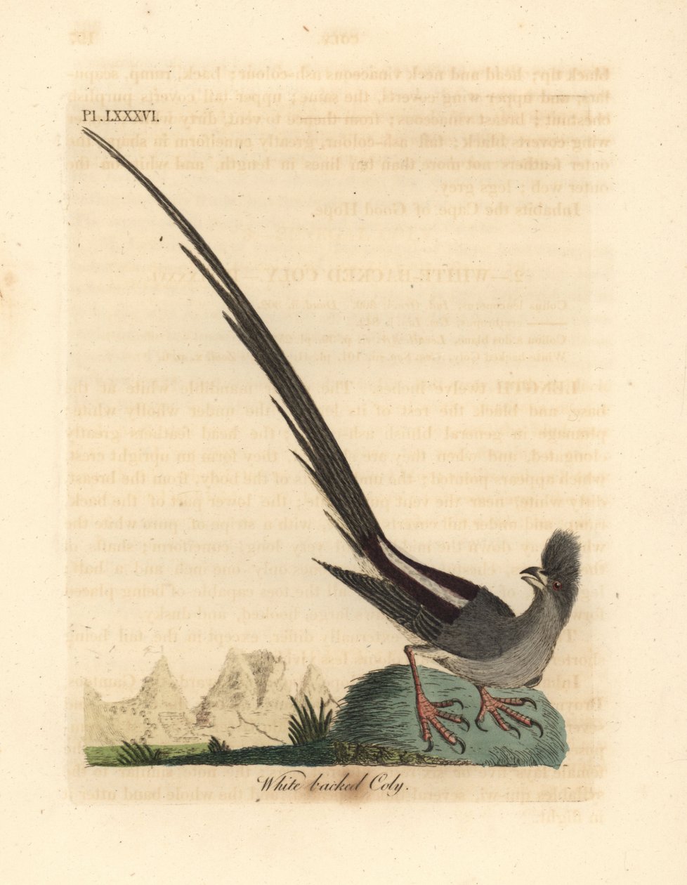 Hvidrygget musefugl, Colius colius (Hvidrygget coly, Colius leuconotus). Håndfarvet kobberplade tegnet og graveret af John Latham fra hans egen A General History of Birds, Winchester af John Latham