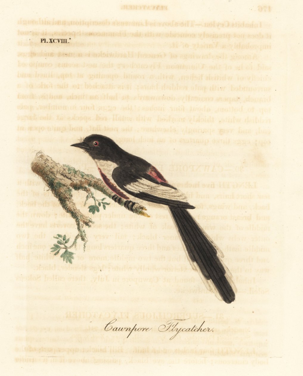 Hvidbuget minivet, Pericrocotus erythropygius (Cawnpore fluesnapper). Indien. Håndfarvet kobberplade tegnet og indgraveret af John Latham fra hans egen A General History of Birds, Winchester af John Latham