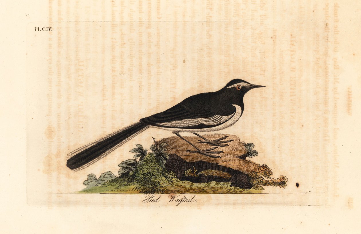 Hvidbrynet viphale guldbredfodet vipstjert, Motacilla maderaspatensis. (Fodvipstjert fra Indien). Håndfarvet kobberplade tegnet og indgraveret af John Latham fra hans egen A General History of Birds, Winchester af John Latham