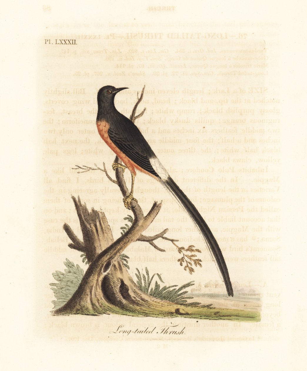 Hvidrumpet shama, Copsychus malabaricus macrourus. (Som langhaledrossel, Turdus macrourus.) Håndfarvet kobberplade tegnet og indgraveret af John Latham fra hans egen A General History of Birds, Winchester af John Latham
