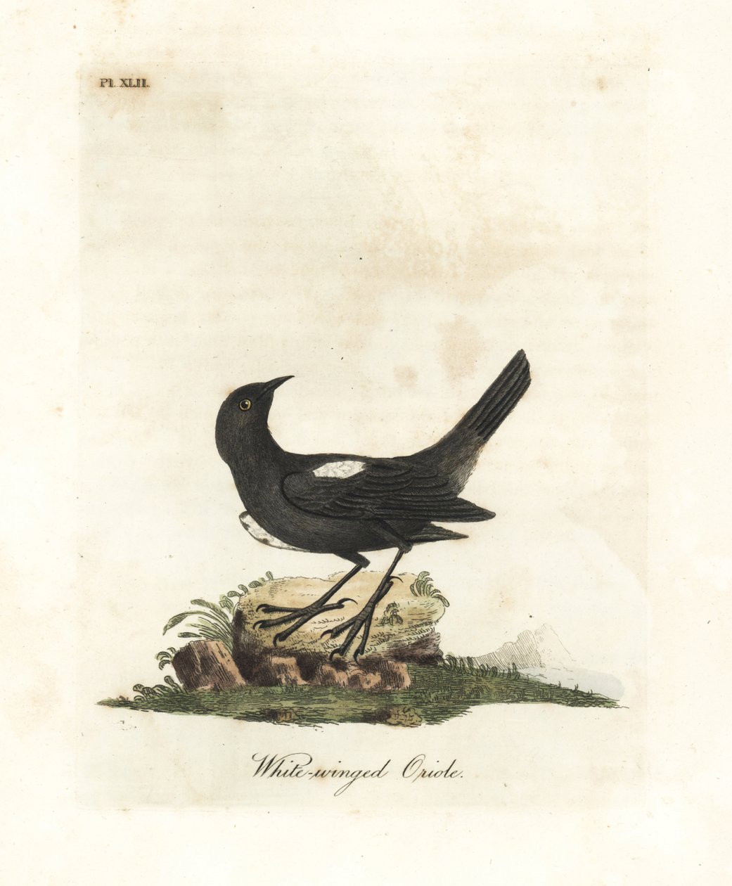 Hvidskuldret tanager, Tachyphonus luctuosus (Hvidvinget oriole, Oriolus leucopterus). Håndfarvet kobberplade tegnet og graveret af John Latham fra hans egen A General History of Birds, Winchester af John Latham
