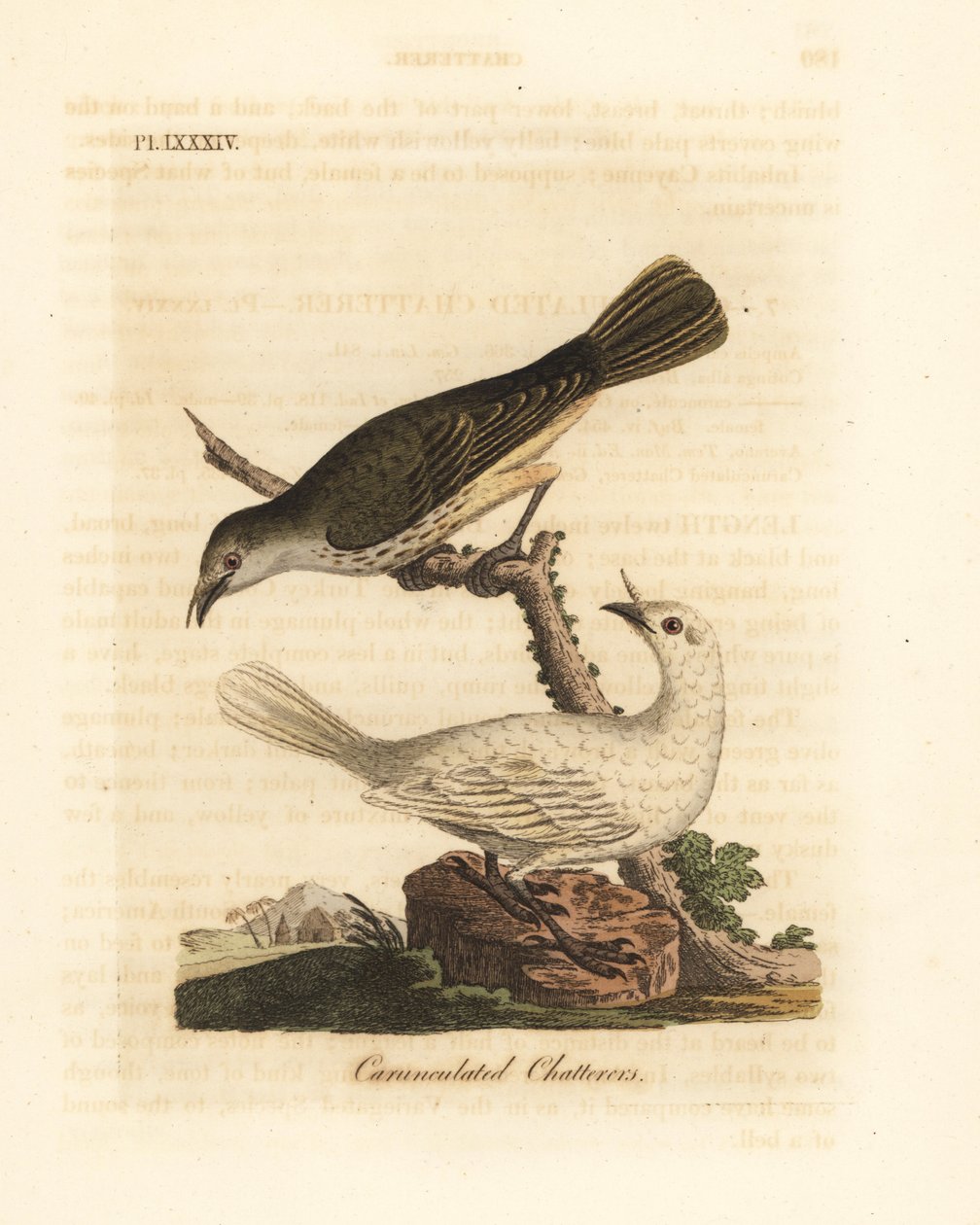 Hvid klokke, Procnias albus, han og hun (Carunculated chatterer, Ampelis carunculata). Håndfarvet kobberplade tegnet og indgraveret af John Latham fra hans egen A General History of Birds, Winchester af John Latham