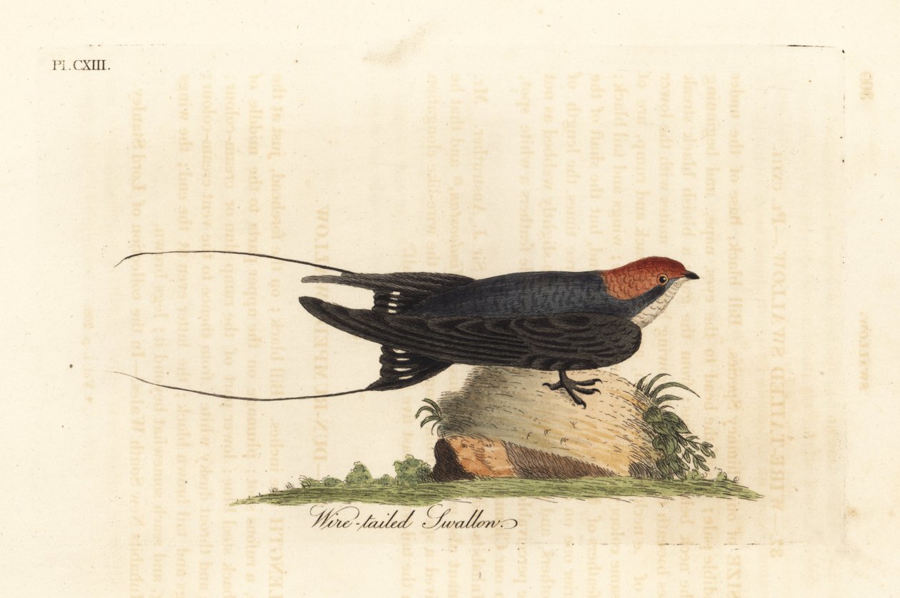 Trådhalesvale, Hirundo smithii. Håndfarvet kobberplade tegnet og graveret af John Latham fra hans egen A General History of Birds, Winchester af John Latham